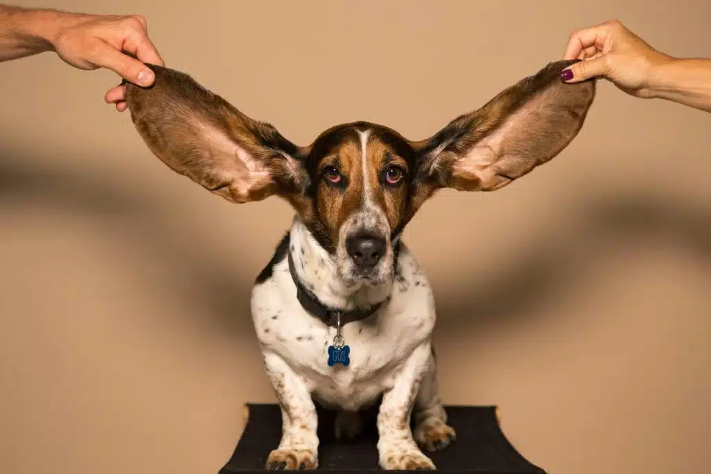 Benefits of Mobile Grooming for Your Dog's Ear