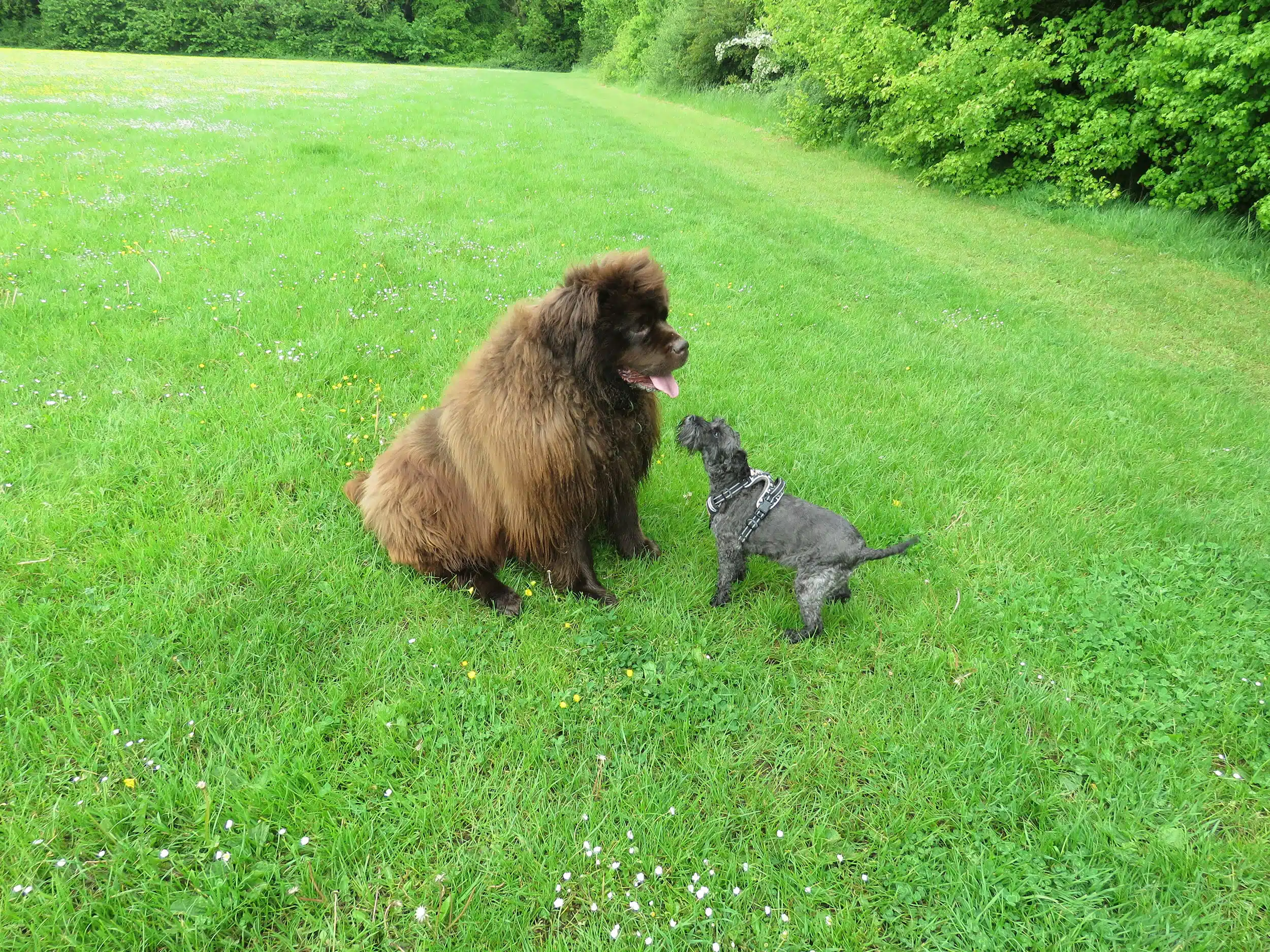 Small Dog vs Large Dog Grooming: Key Differences and Tips