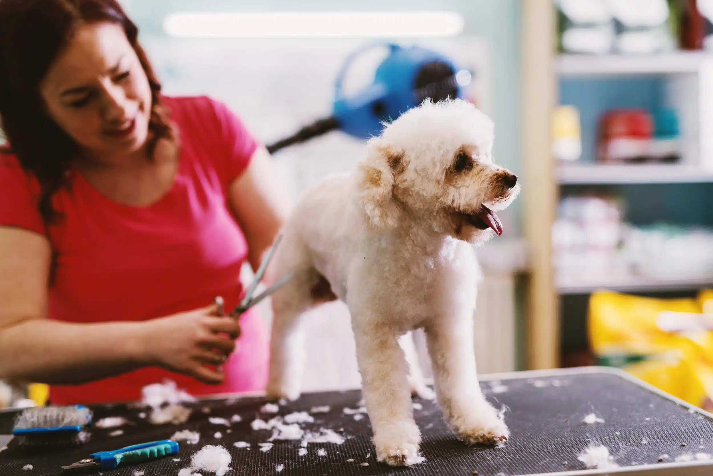 Why Mobile Dog Grooming is Perfect for New Pet Owners
