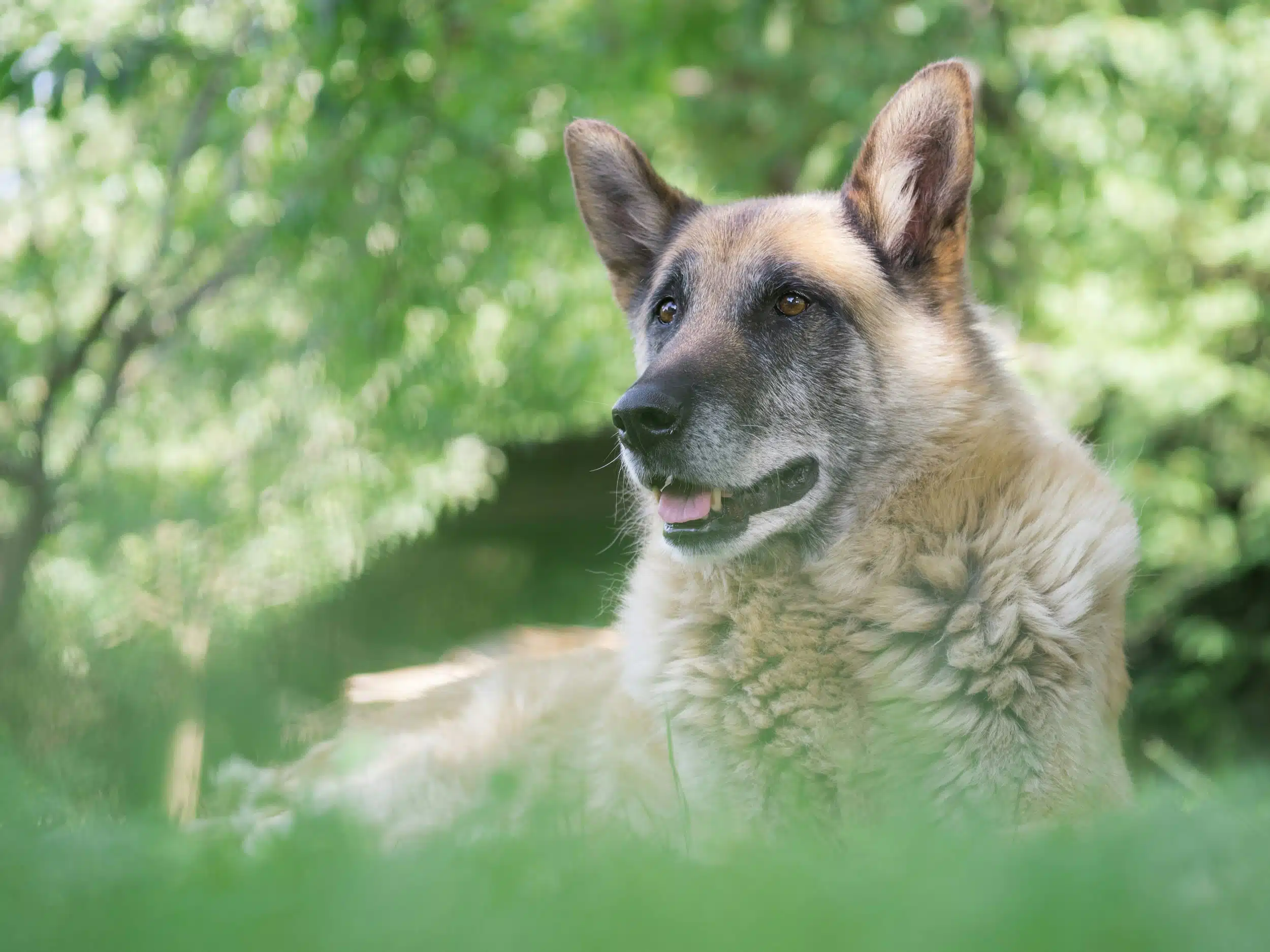 Convenient Mobile Grooming for Senior Pet Owners in Overland Park