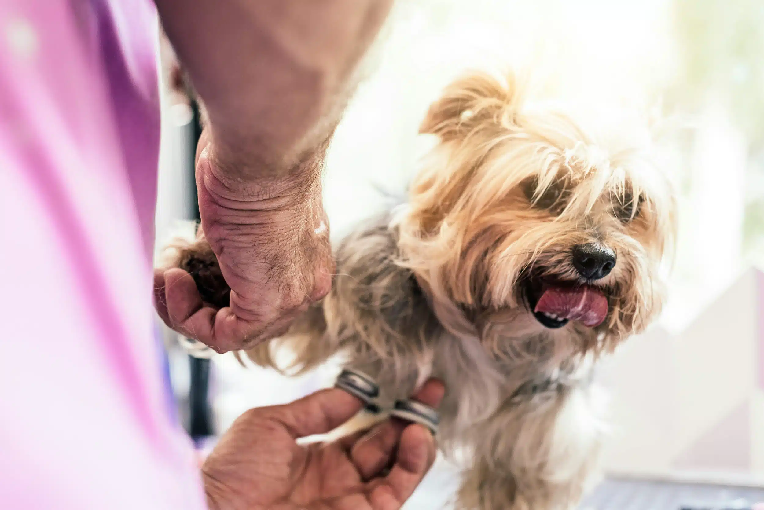 Discover the Mobile Grooming Experts: Behind the Scenes in Overland Park