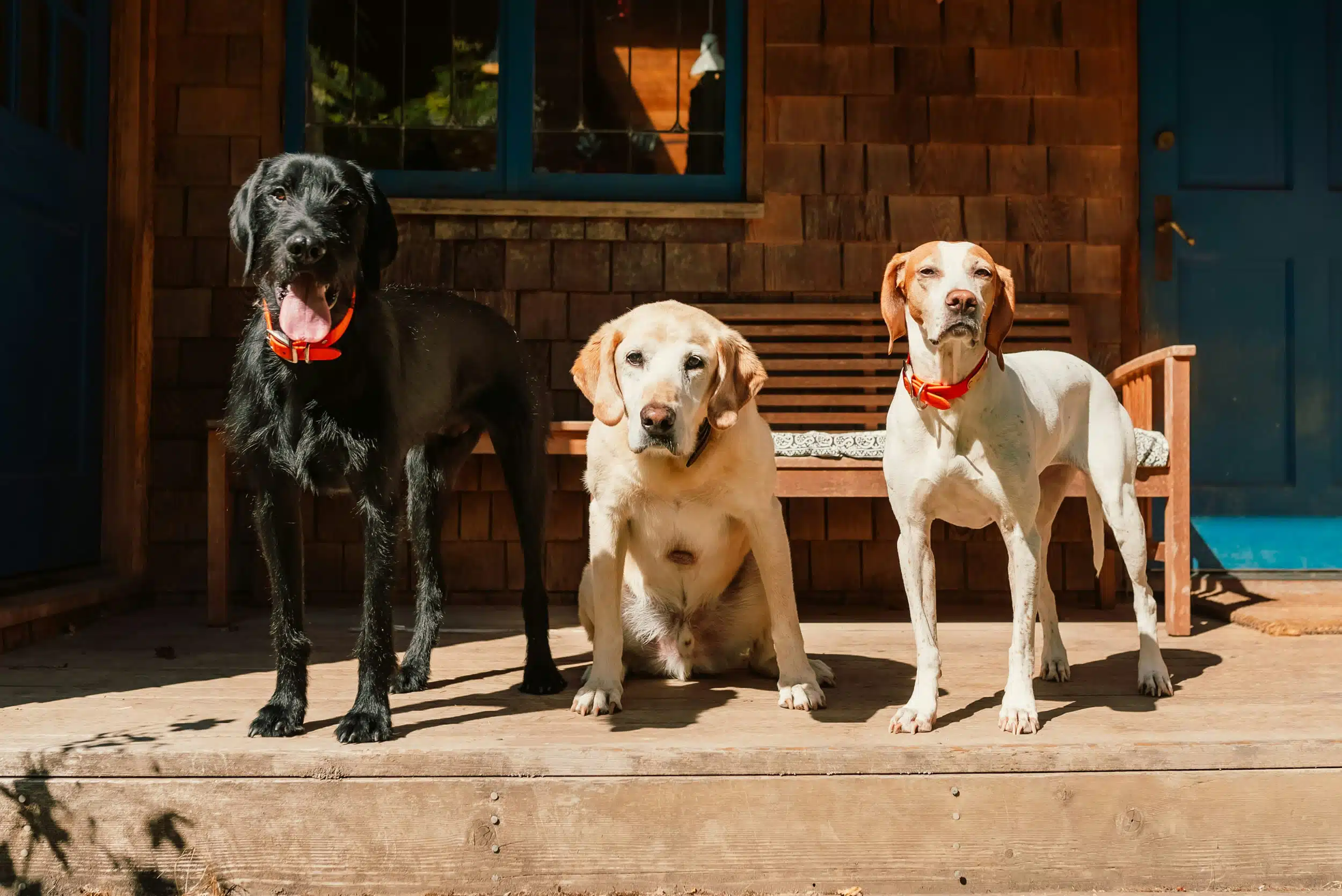 Effective Grooming Strategies for Multi-Pet Households