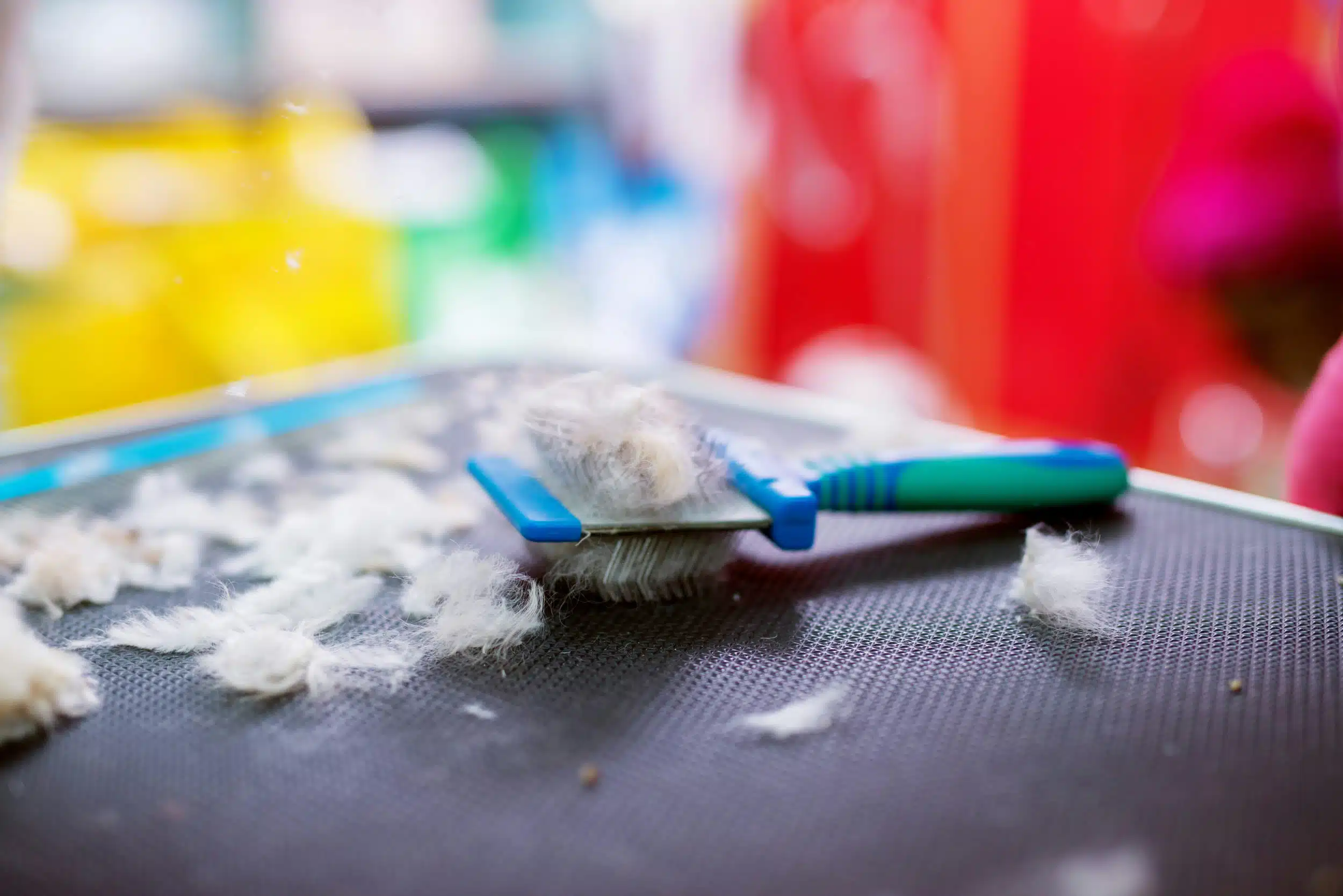 Introducing Your Dog to Grooming: A Starter Guide for Overland Park