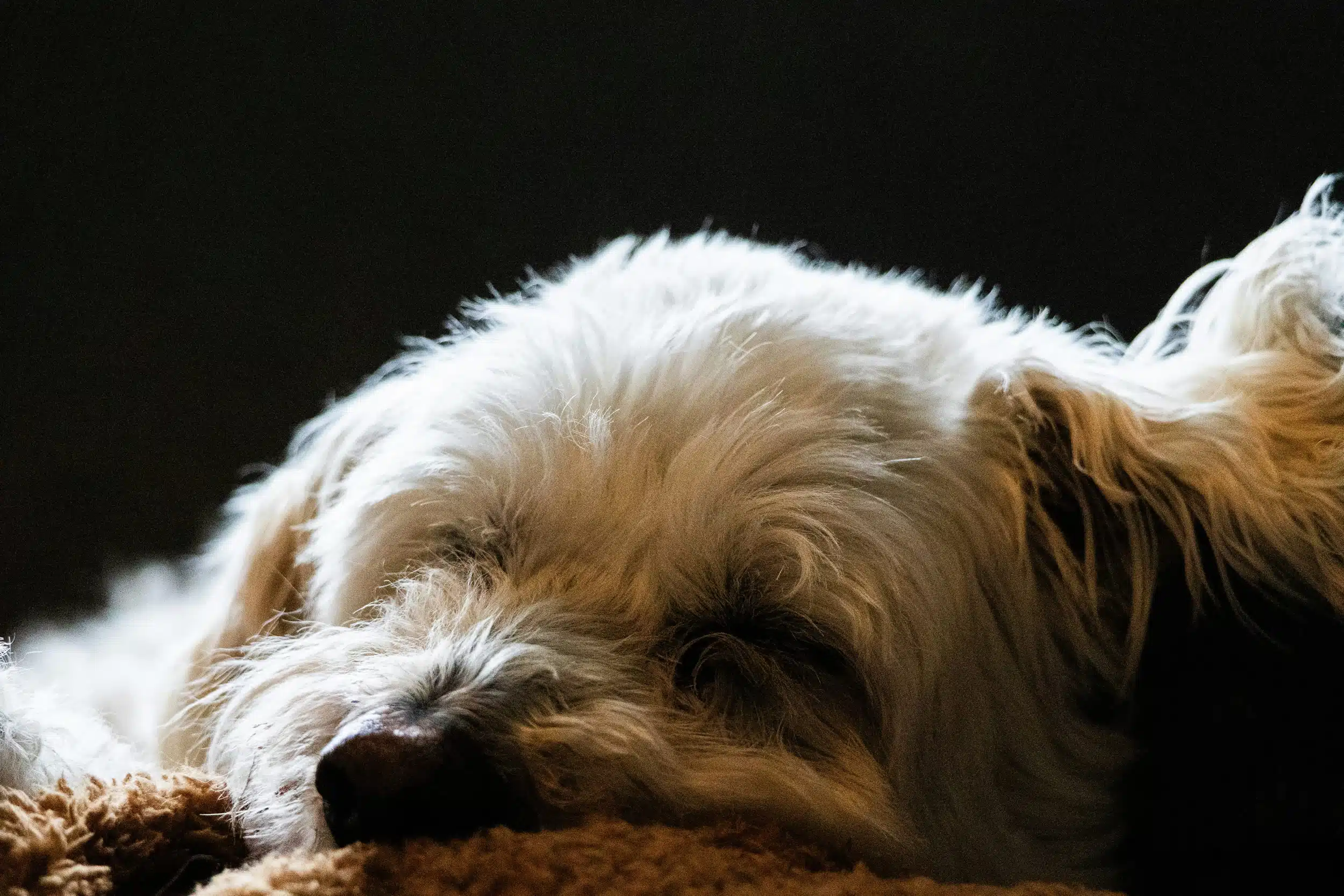Understanding Dog Breeds: Tailoring Coat Care for Every Type