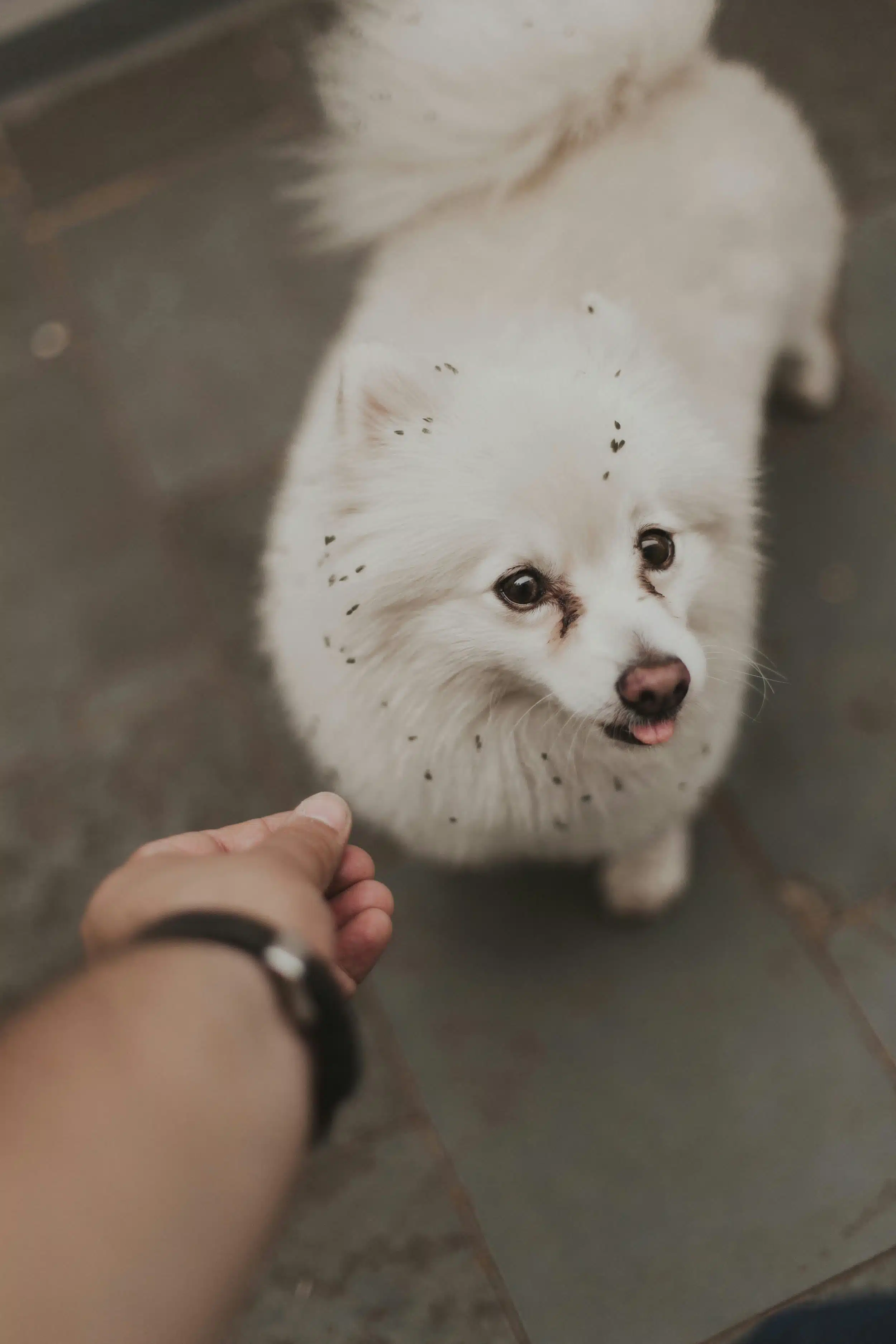 Top Dog Grooming Mistakes and How to Avoid Them